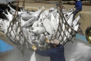 fao pesca