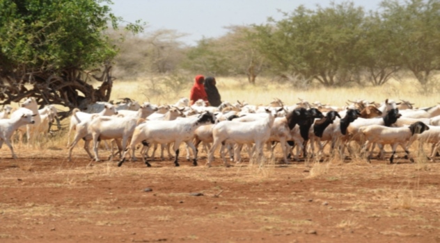 fao sequía Africana