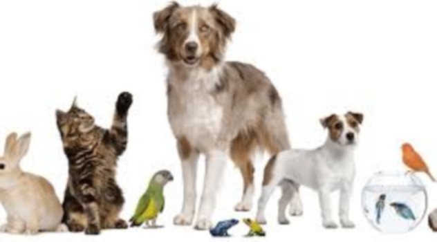 mascotas (2)