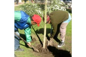 mp dia arbol