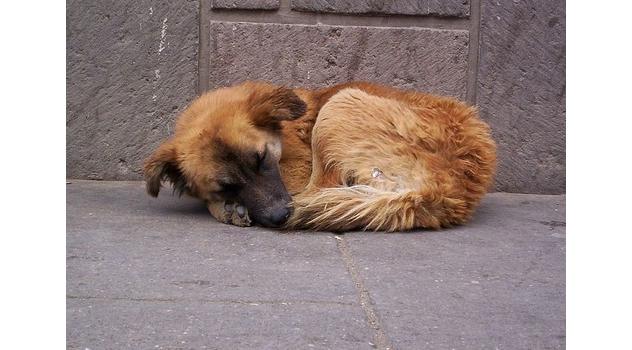 mp padrinazgo caninos