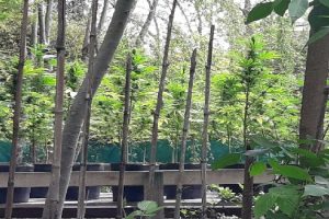 ms 150 plantas marihuana Tigre