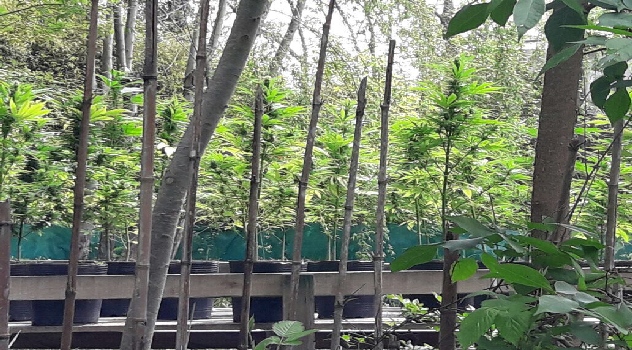 ms 150 plantas marihuana Tigre
