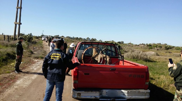 ms Desarticulan carrera galgos