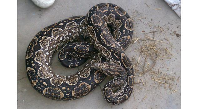 ms OPERATIVO ANACONDA 2 (1)