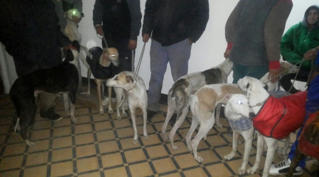 ms OperatGalgos-1 (1)