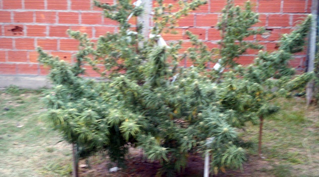 ms Operativo antidrogas en Berazategui (2)