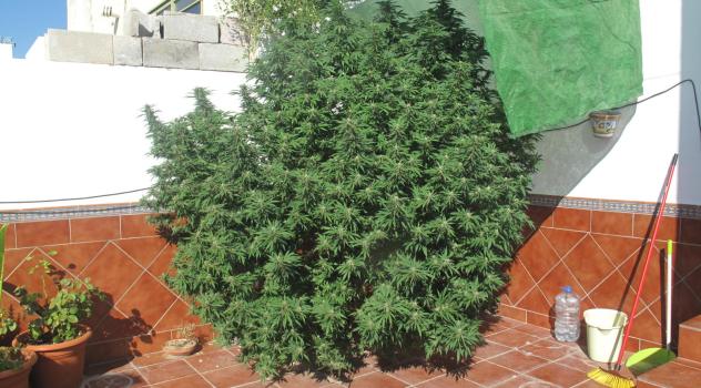 ms PLANTA-MARIHUANA