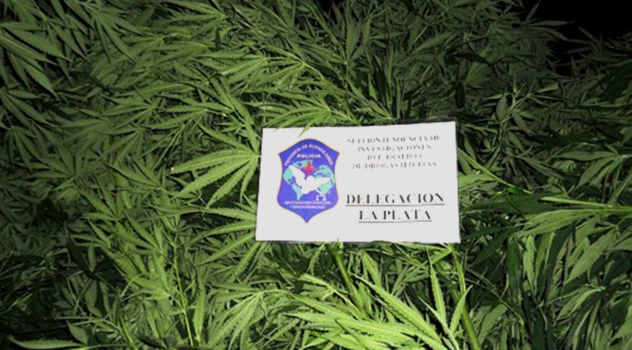 ms PLANTAS DE MARIHUANA ALEJANDRO KORN