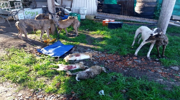 ms cazadores perros (4)