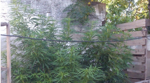 ms op antidroga