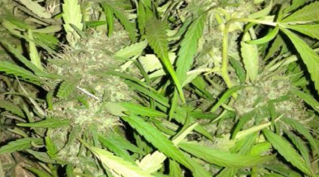 ms plant marihuana 23-3. (2)