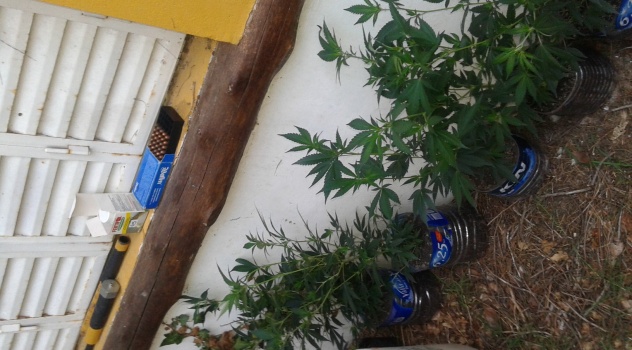 ms viv marihuana (3)