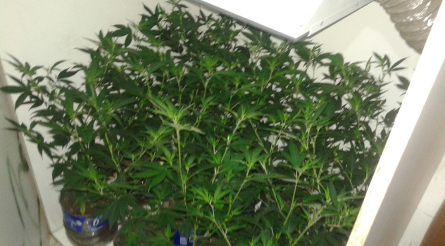 ms viv marihuana