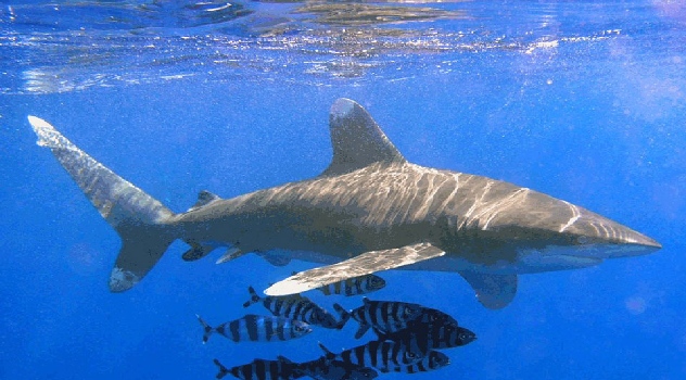 onu oceano