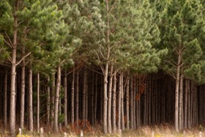 pres forestal