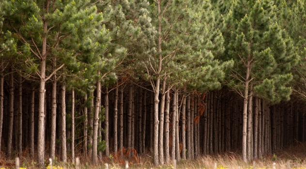 pres forestal