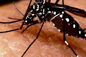 zika,